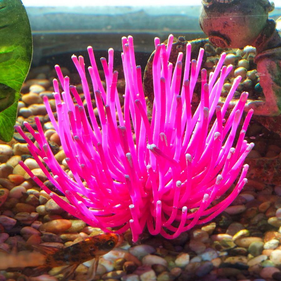 Schandelijk voertuig Leidinggevende Aquatic Creations Aquarium Decor X-Large Anemone Pink – BimBimPet