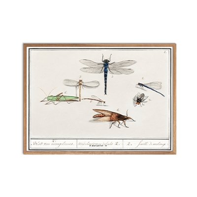 Insekter Plakat, A4 Finehjem