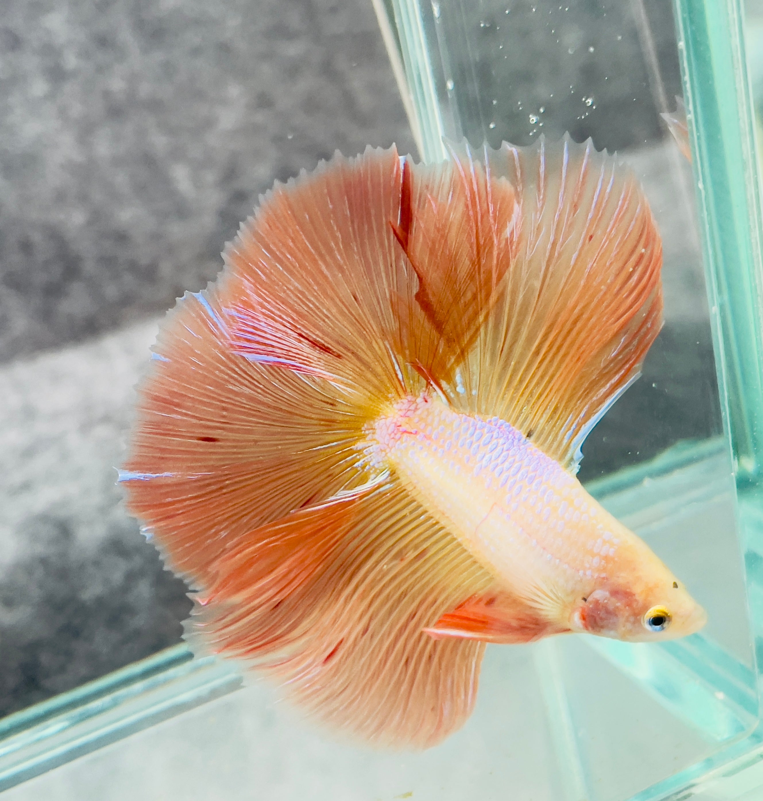 halfmoon double tail betta fish