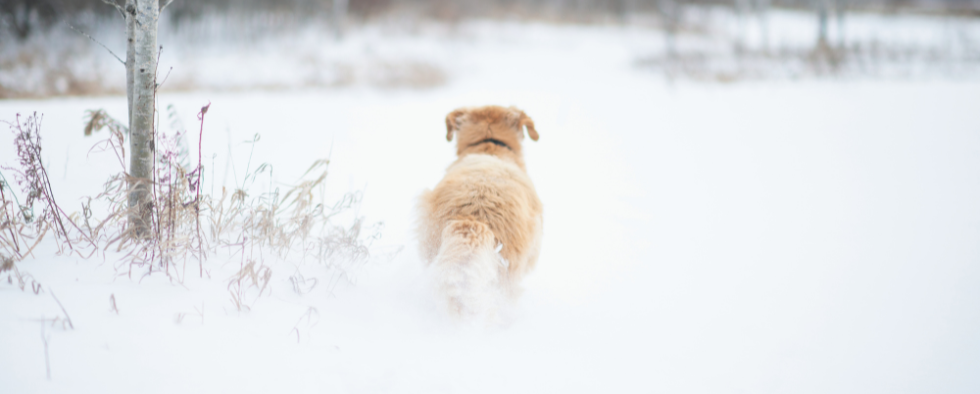 is it too cold to walk my dog in snow