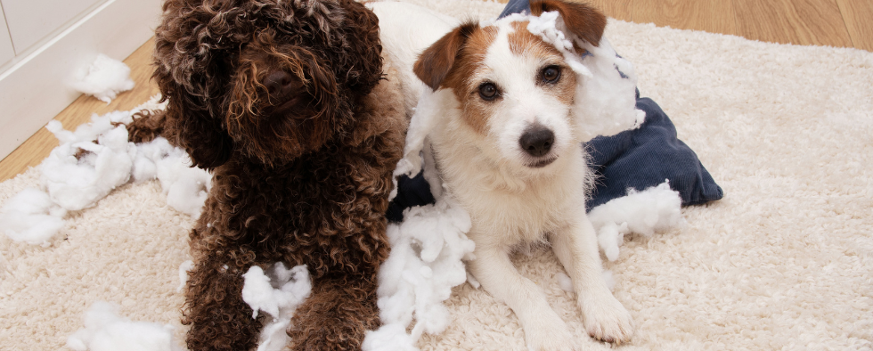 why dogs destroy their beds