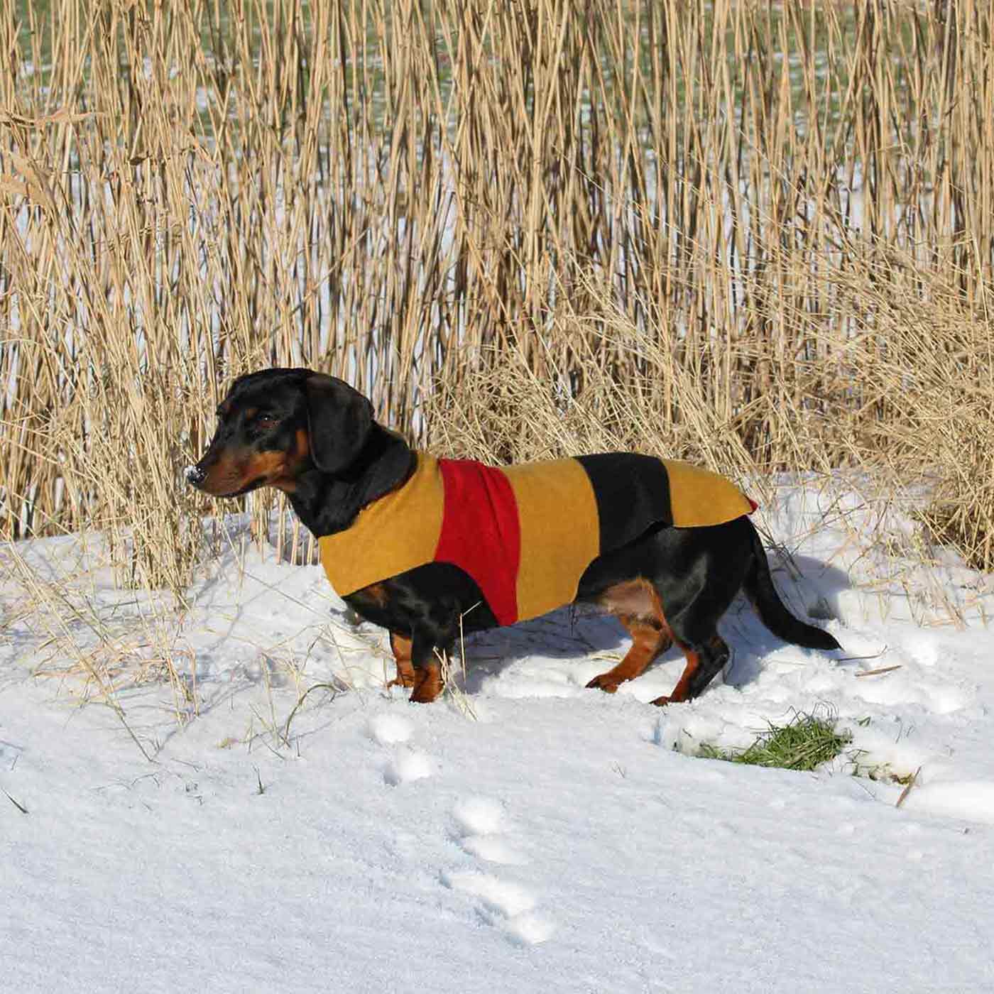 what color is my dachshund