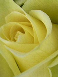 Green roses for sale - Buy green roses - Flower Explosion