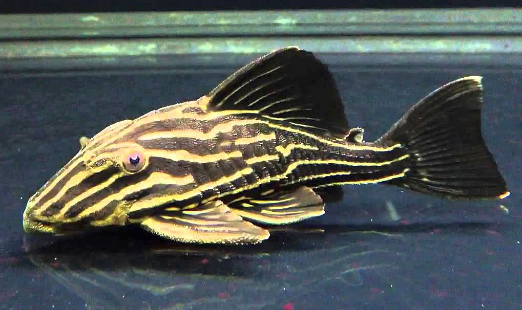 royal pleco