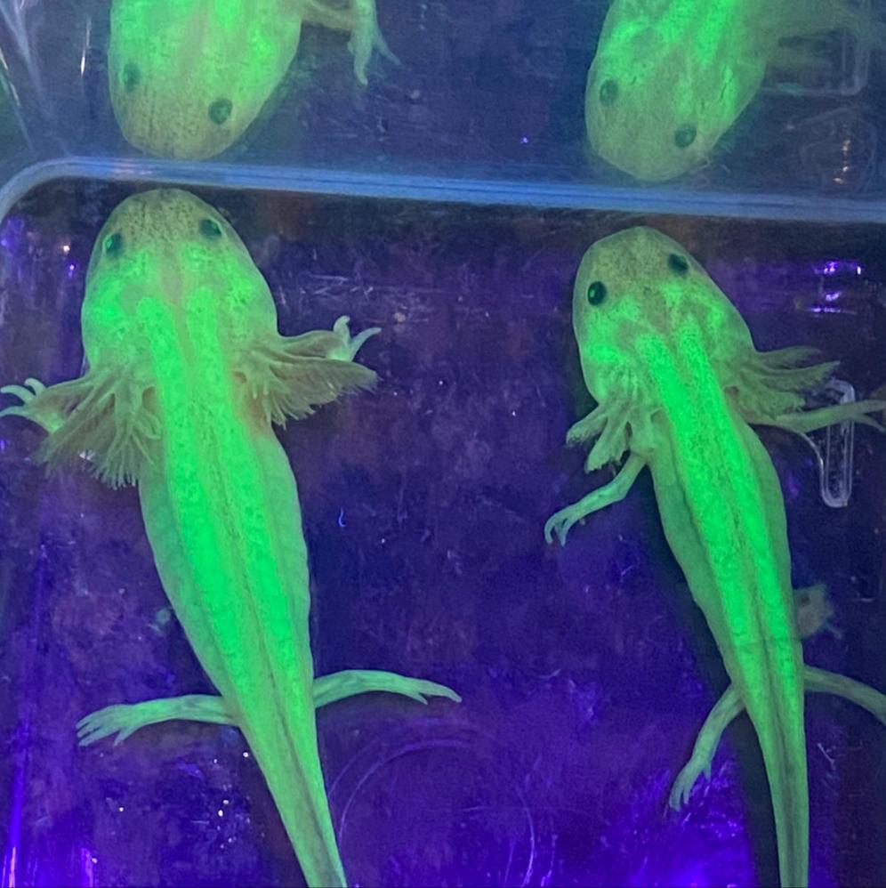 gfp leucistic axolotl