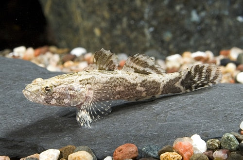 marbled sleeper goby