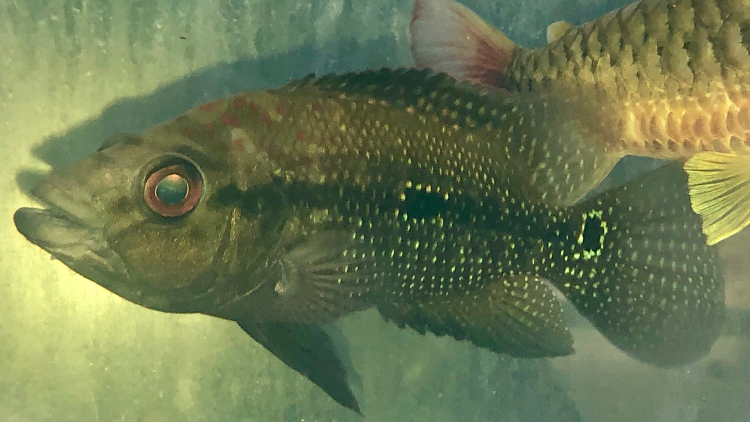 umbee cichlid