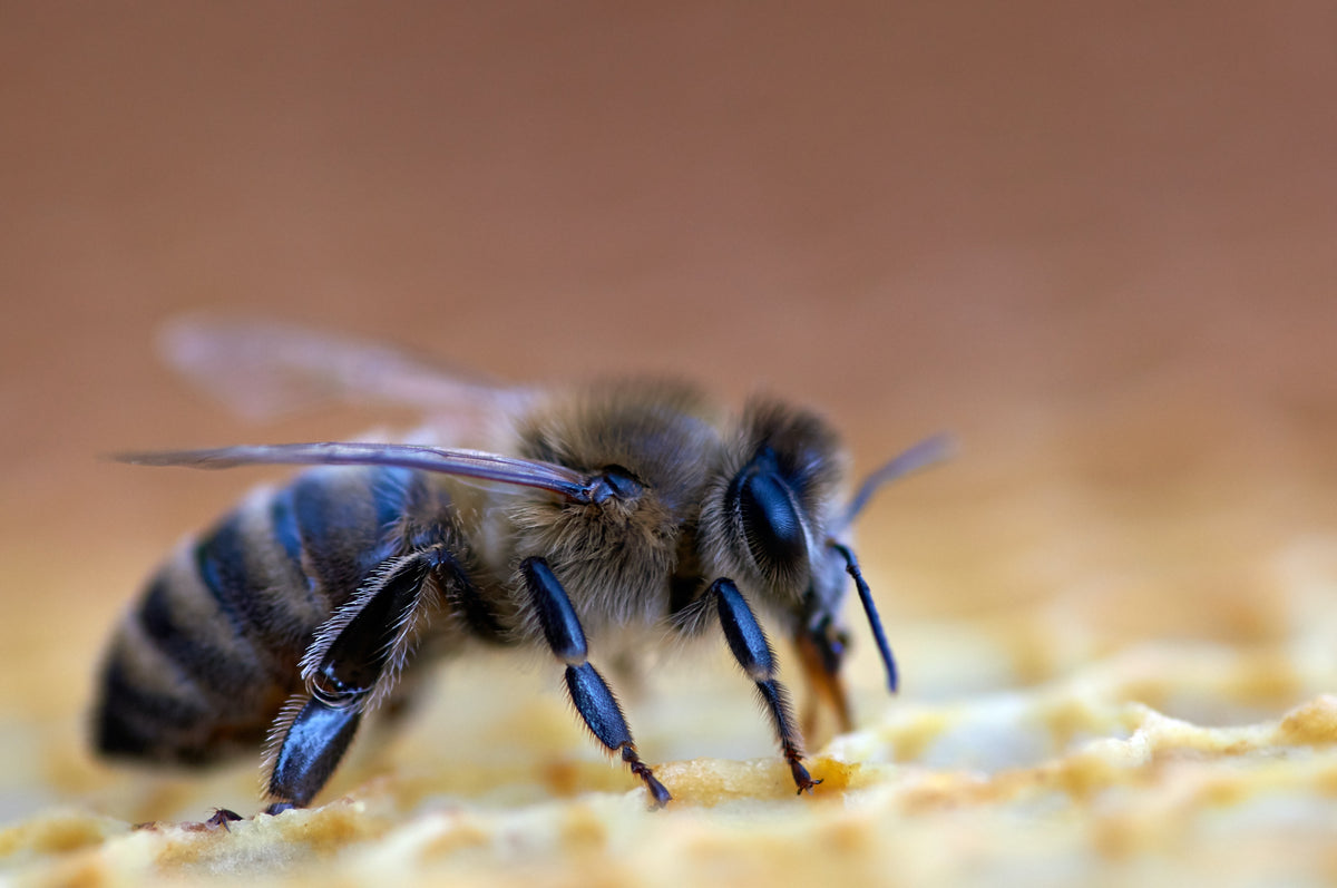 
  Reine Fécondée D'abeilles Noires – Les Ruchers de Vernon
  