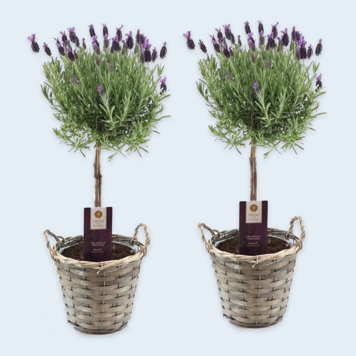 Kabelbaan Microprocessor klinker Lavendel Planten op Stam inclusief Mand - Set van 2 – MAX Magazine Shop