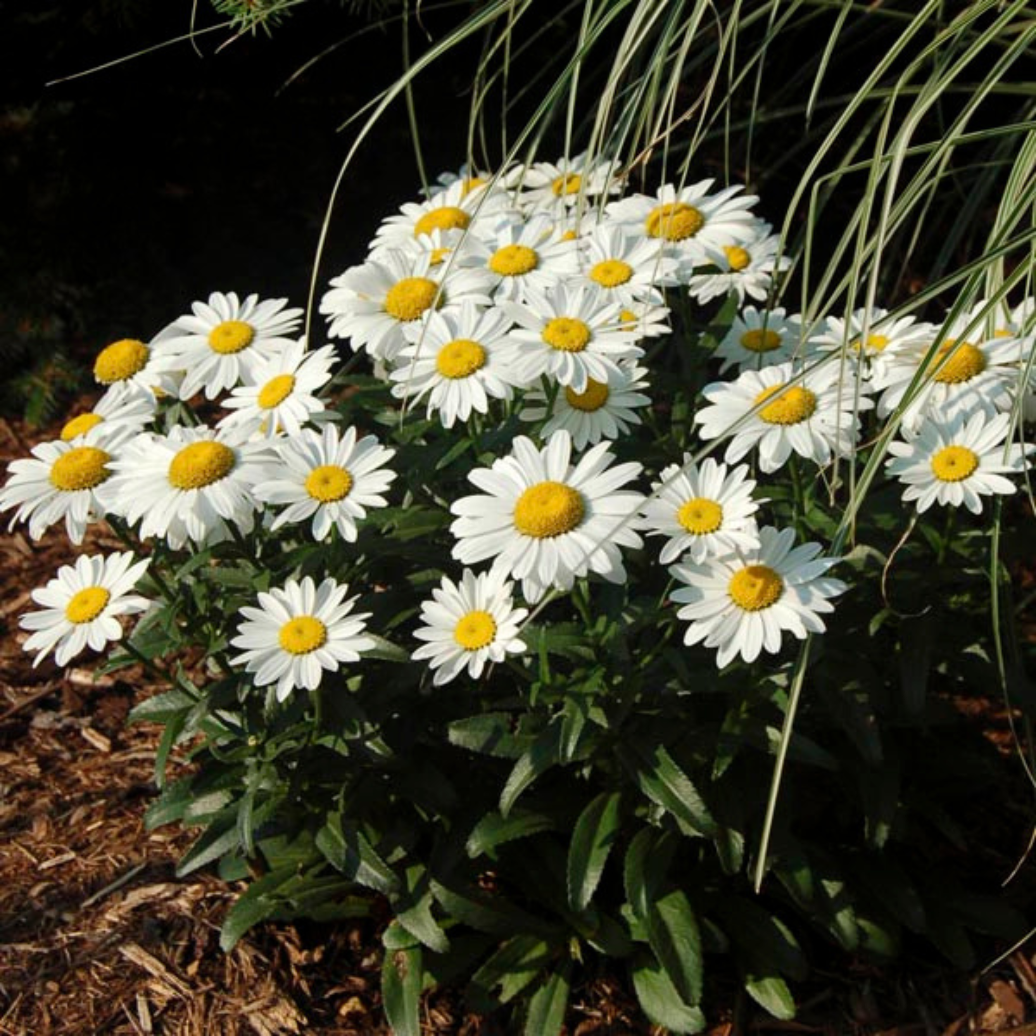 snowcap daisy