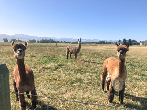 rescued alpacas and llama