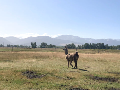 llama walking in pasture