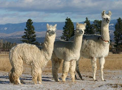 two white alpacas and a white llama standing looking to the right
