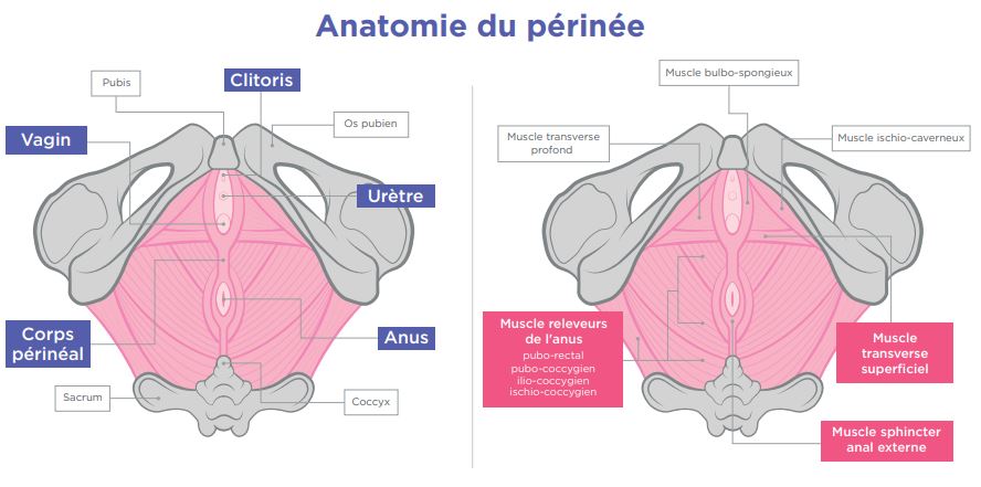 Anatomie du périnée profond et du périnée superficiel