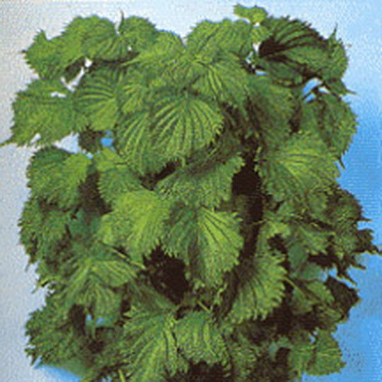 500 Green Shiso Seeds Japanese Korean Basil Perilla frutescens Herb NON-GMO