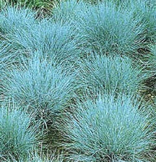 BLUE FESCUE seeds Fesnea Glauca Ornamental Grass Seeds USA Seller 10,000 