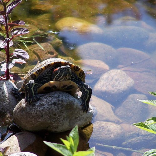 Turtles and Koi: Can they live happily together?
– TotalPond
