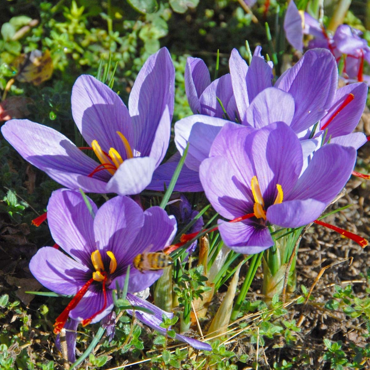 Lyrisch Tegen Karakteriseren Crocus sativus 'Saffraan Crocus' | per 25 stuks van Fluwel