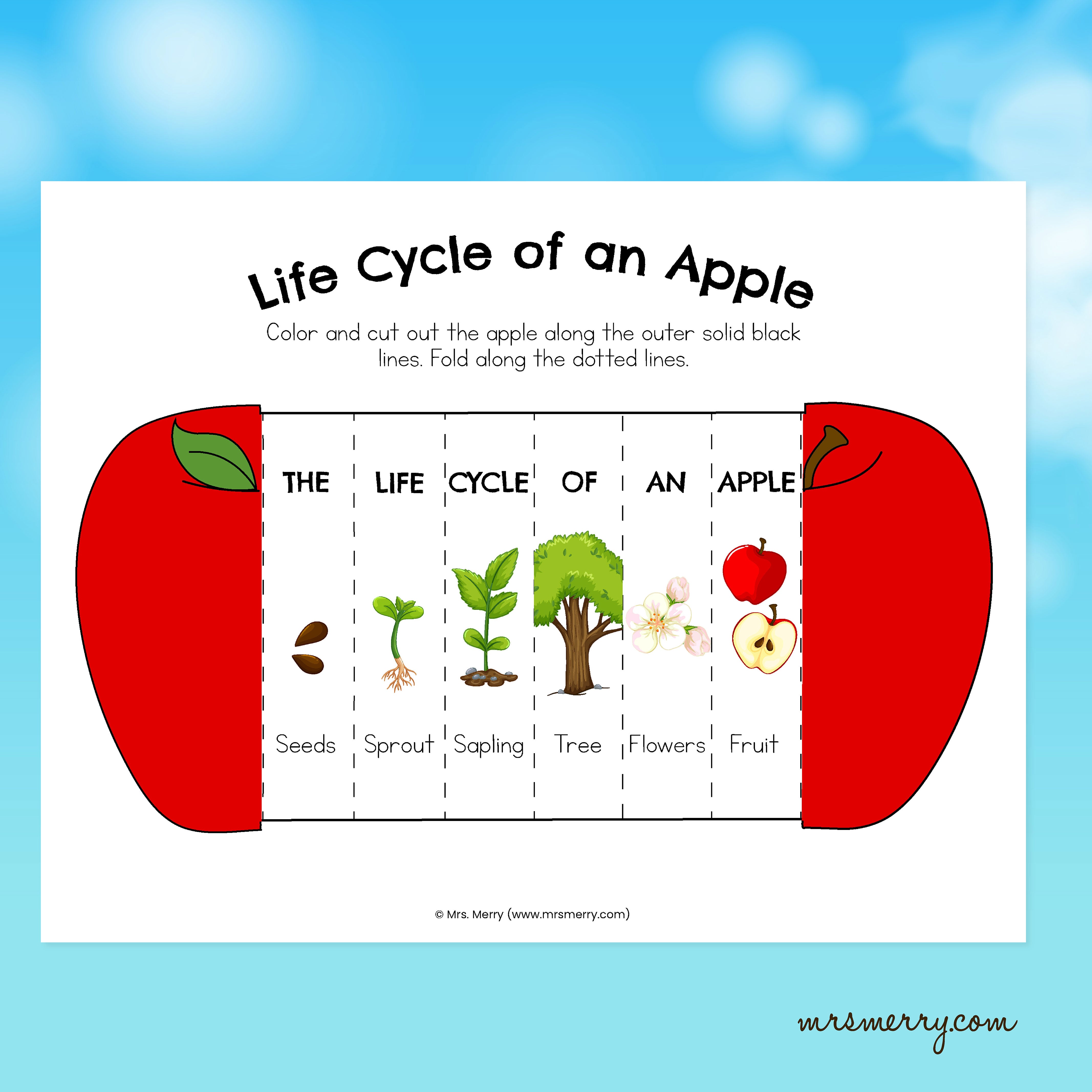 foldable-apple-life-cycle-printable-activity-mrs-merry