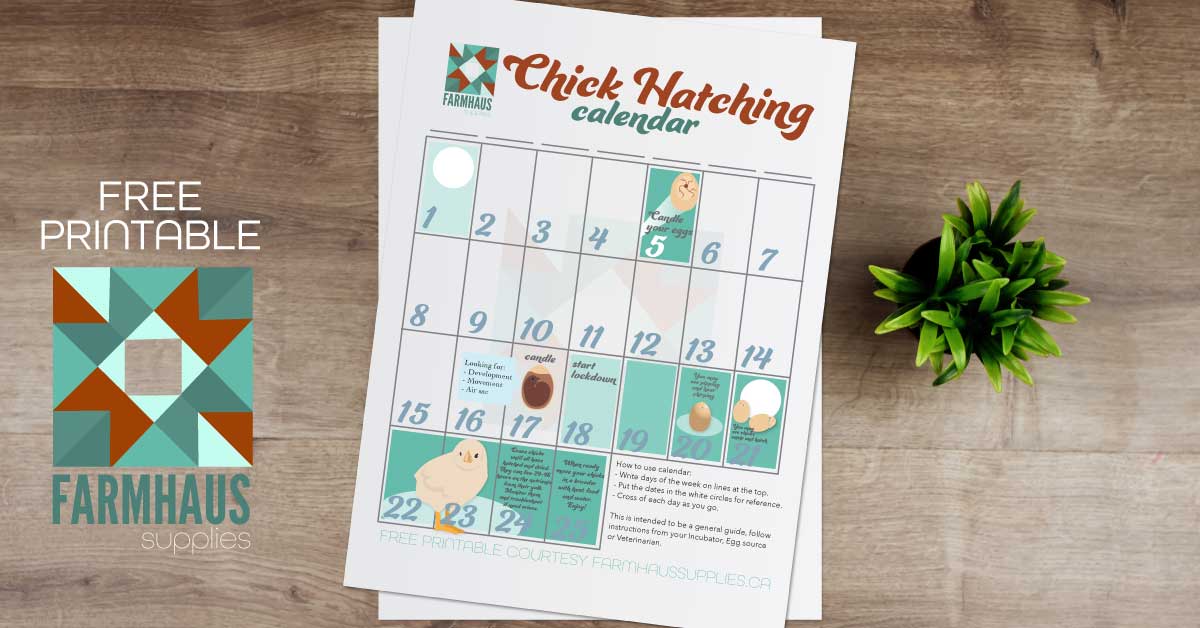 Chick Hatching Calendar *Free Printable* FarmHaus Supplies