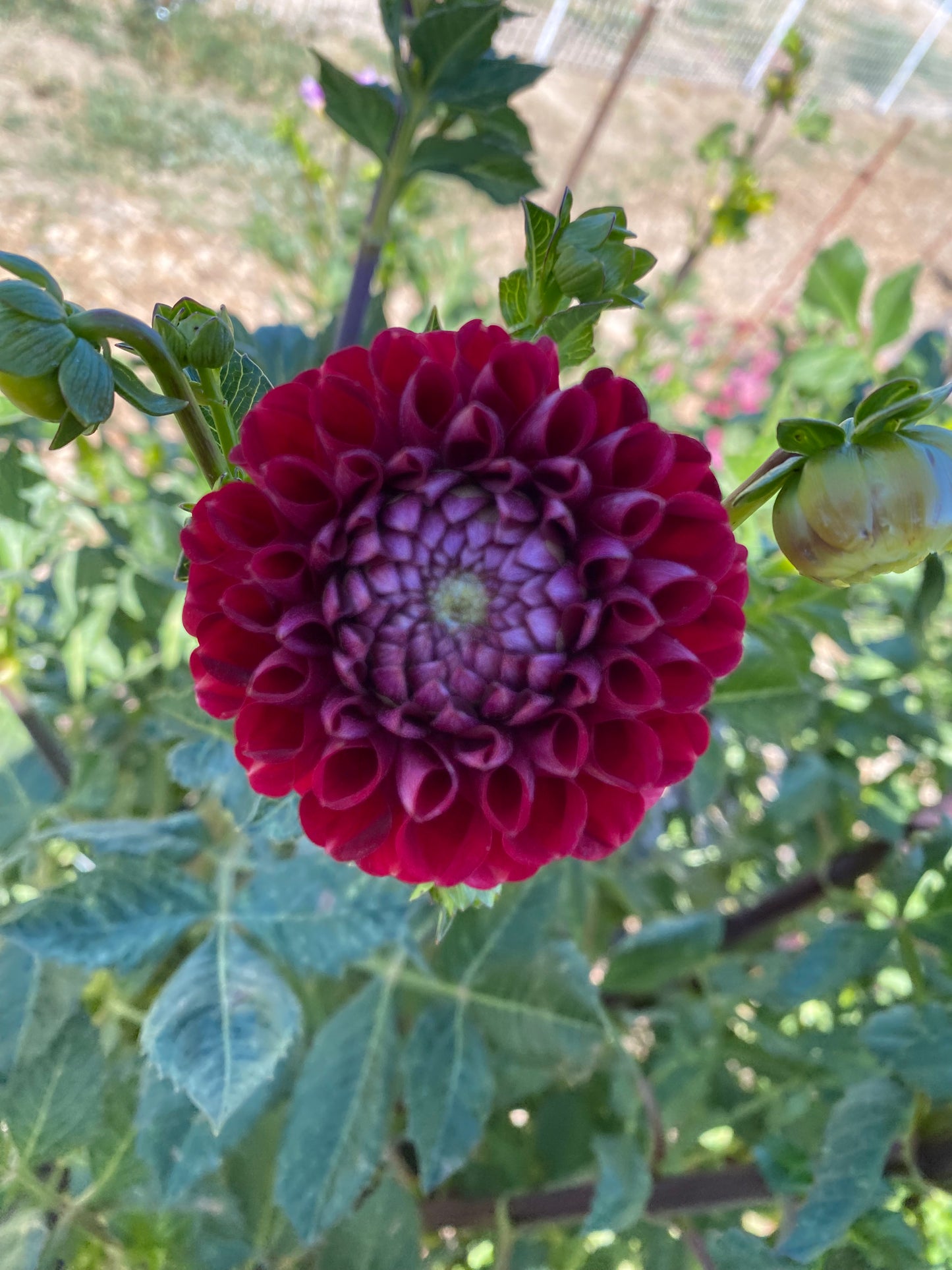 Cornel Dahlia Tuber