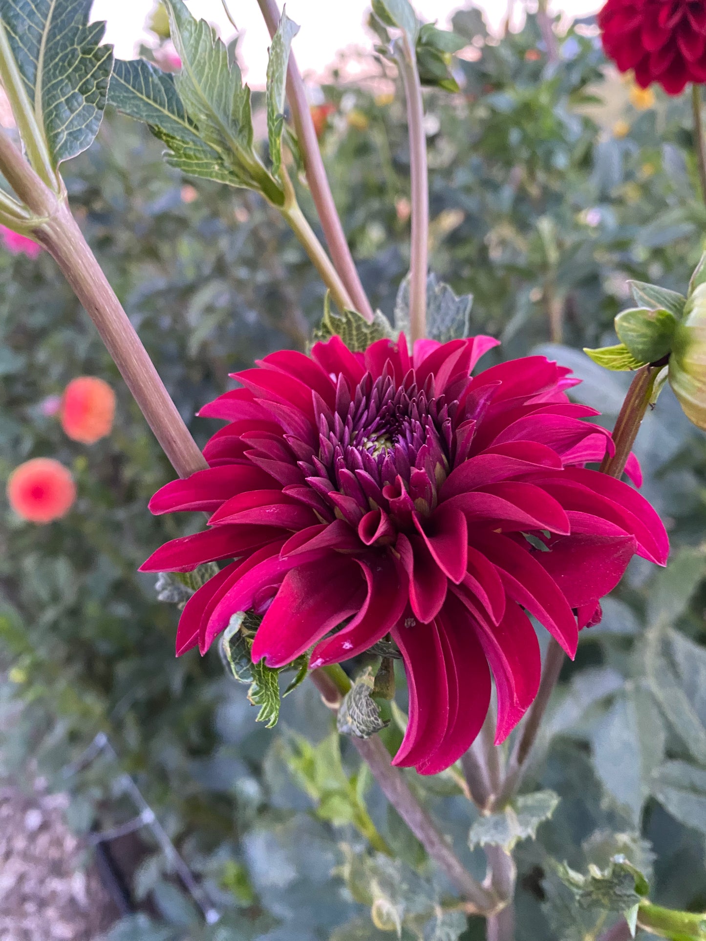 Woodlands Merinda Dahlia Tuber
