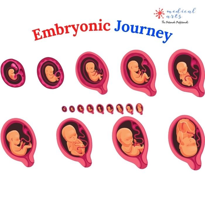 Fetal Growth Embryonic Development Week By Week Video Medical Arts Shop 7443