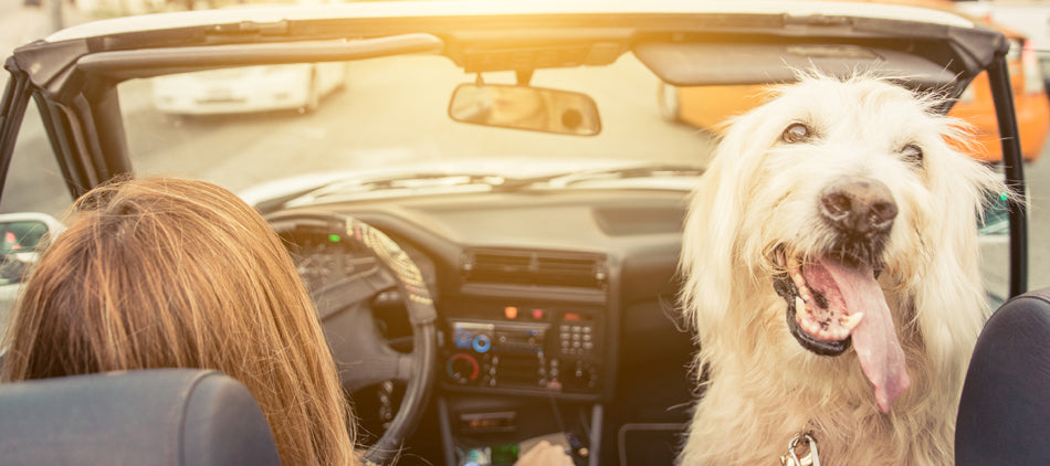 Person Driving Car with White Fluffy Dog in Passenger Seat