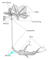 Ginseng plant diagram