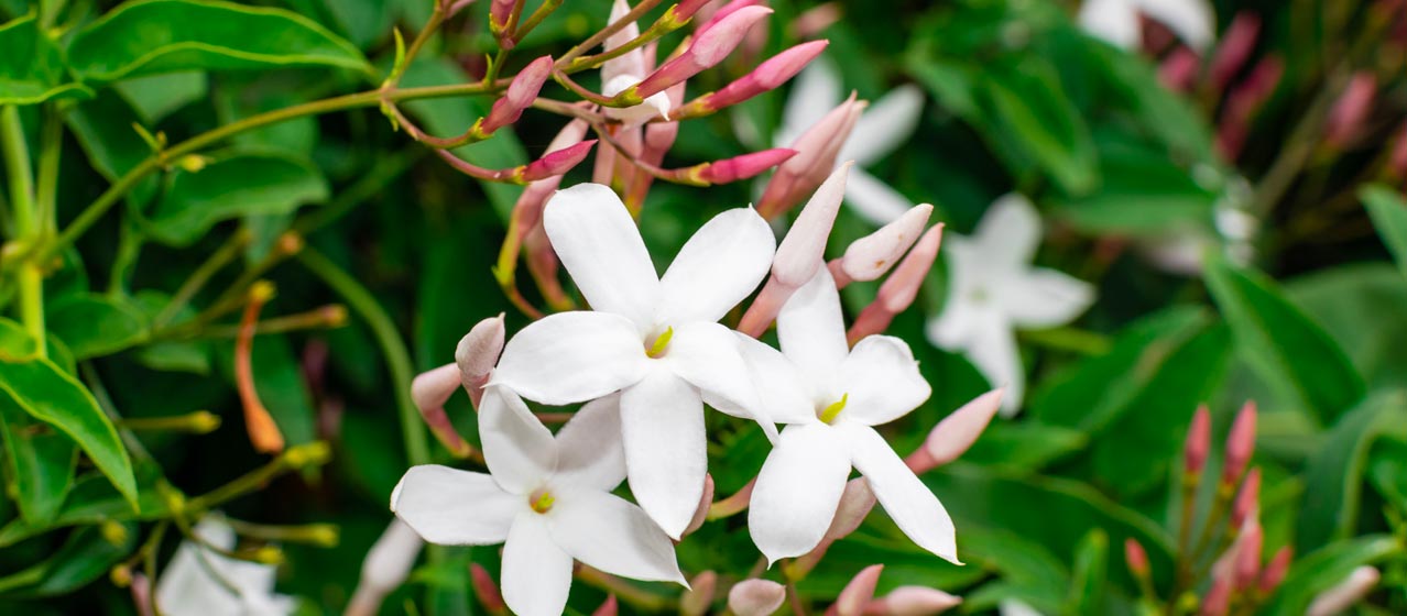 beautiful jasmine flowers