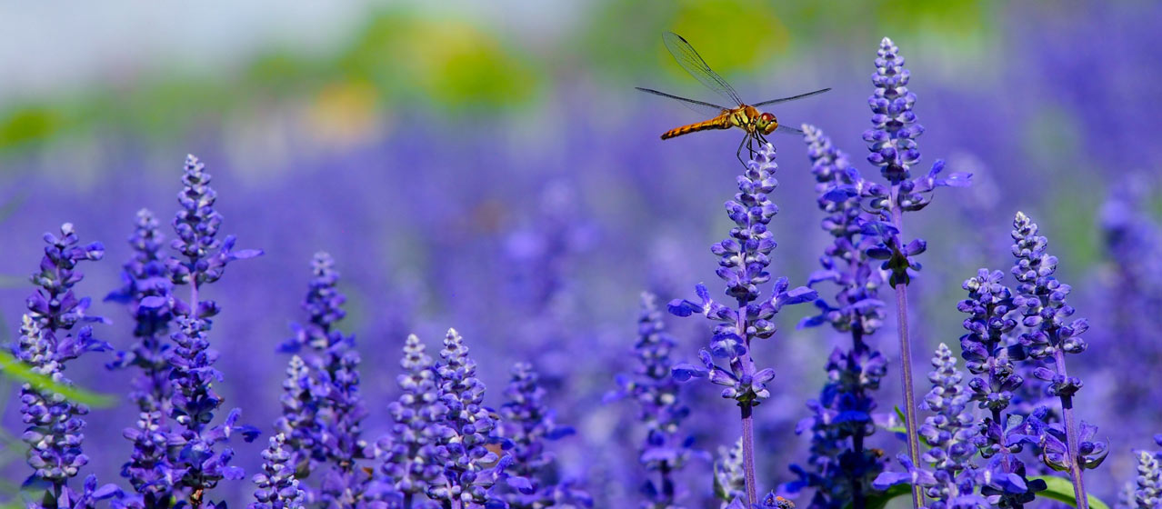 a dragonfly in a lavender field