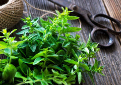 Marjoram essential oil