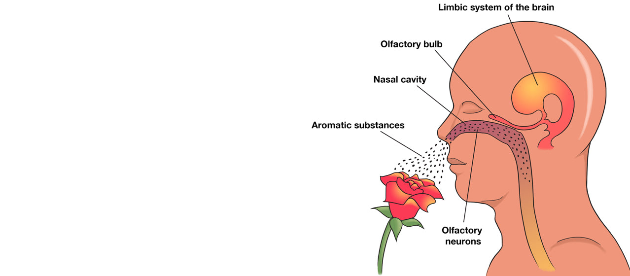 sense of smell