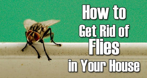 How to Get Rid of Fruit Flies pesky little things