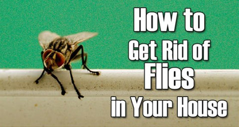 http://cdn.shopify.com/s/files/1/0571/5909/files/fruit_flies_large.jpg?5098913818824528823