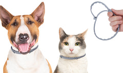 Tanness Flea and Tick Collar