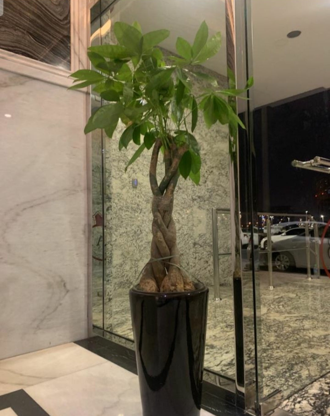 Big Money Tree Well Potted Plants – wellpottedplants