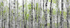 Led Bild Birkenwald Panorama Crop