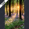 Led Bild Bluehender Wald Bei Sonnenaufgang Hochformat Motivvorschau