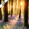 Led Bild Bluehender Wald Bei Sonnenaufgang Hochformat Zoom