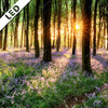 Led Bild Bluehender Wald Bei Sonnenaufgang Quadrat Motivvorschau