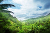 Led Bild Der Dschungel Panorama Crop
