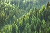 Led Bild Der Wald Panorama Crop