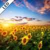 Led Bild Leuchtend Gelbe Sonnenblumen Am Abend Quadrat Motivvorschau