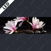 Led Bild Magnolien Zen Steine Panorama Motivvorschau