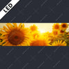 Led Bild Sonnenblumen Im Abendlicht Panorama Motivvorschau