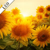 Led Bild Sonnenblumen Im Abendlicht Quadrat Motivvorschau