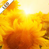 Led Bild Sonnenblumen Im Abendlicht Quadrat Zoom