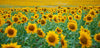 Led Bild Sonnenblumenfeld Schmal Crop