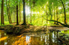 Led Bild Wald Mit Sonnenstrahlen Hochformat Crop
